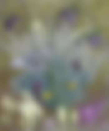 Still life of autumn flowers (preview)