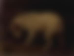 Jack Russell terrier (preview)