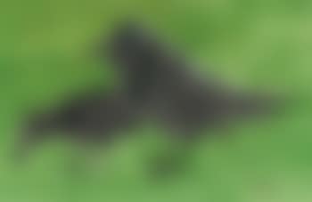 Crows (preview)