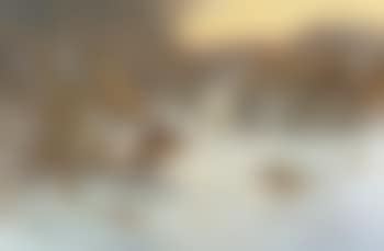 Pheasant at the edge of a wood in winter (preview)