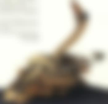 Swan (preview)