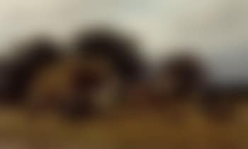 Hay time (preview)