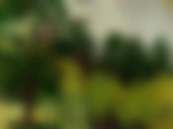 Les arbres (preview)
