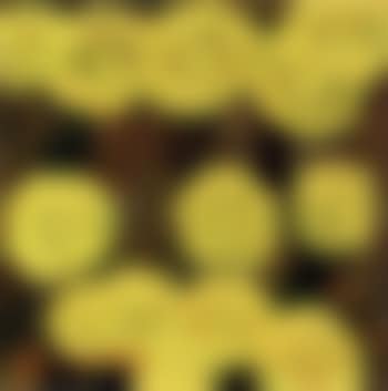 Coltsfoot (preview)