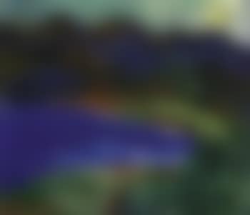 The bay (preview)