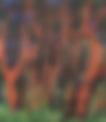 The forest (preview)