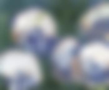 Still life of flowers (preview)