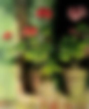 Geraniums (preview)