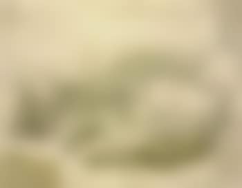 Chat endormi (preview)