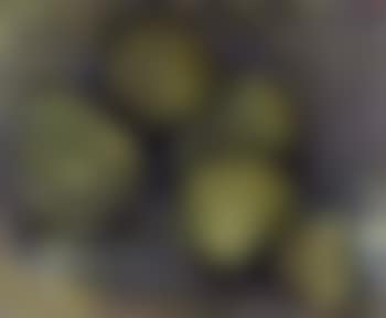 Pears (preview)