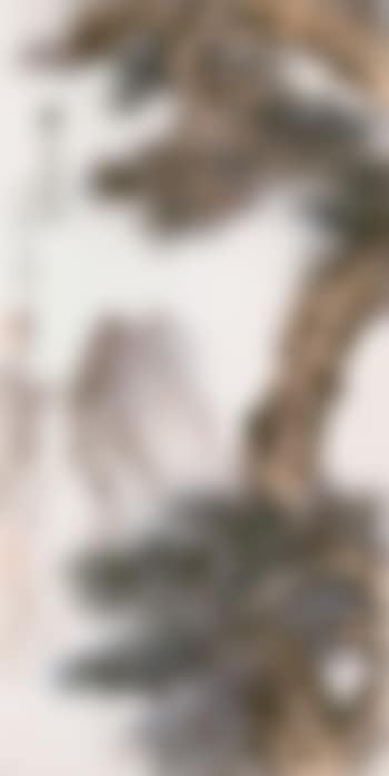 Old pine (preview)