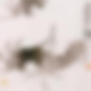 Crabs (preview)