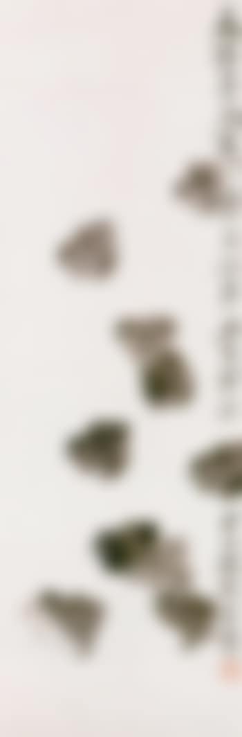 Chicks (preview)