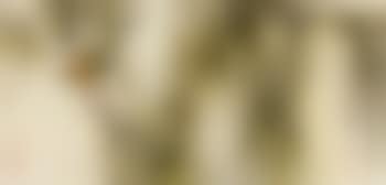 Bird in a willow tree (preview)