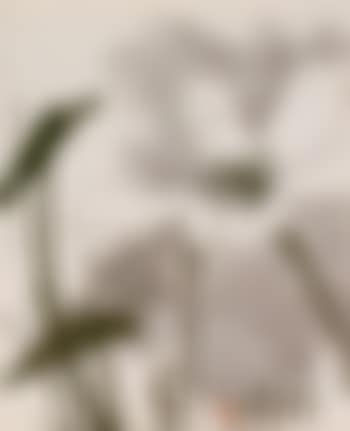 White lotus (preview)