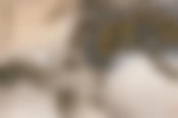 Bird standing in a pine tree (preview)