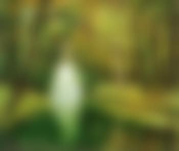 Sous-bois au bord de la riviere (preview)