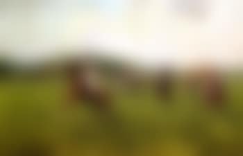 Playing polo at Cowdray Park (preview)