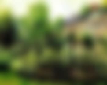 Rosiers a Wargemont (preview)