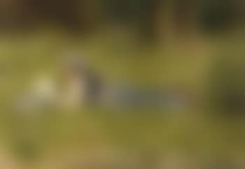 Im grunewald, reading in the grass (preview)