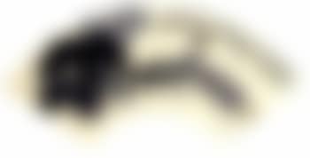 Gourds (preview)