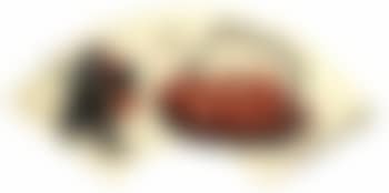 Lychee and bee (preview)