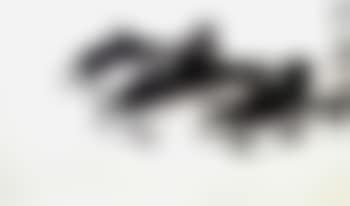 Three fish (preview)