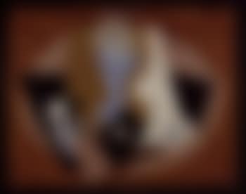 Still life (preview)