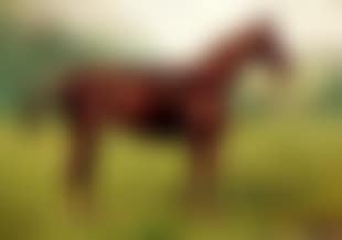 Six horse portraits (preview)