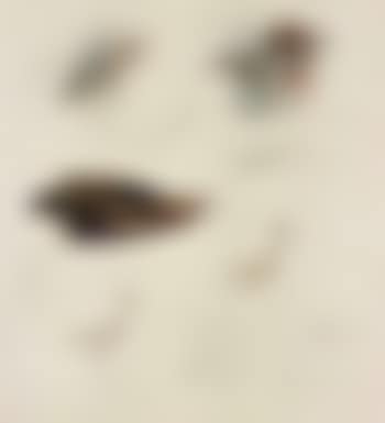 Studies of snipe (preview)