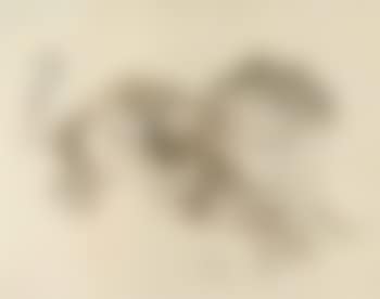 Prowling cat (preview)