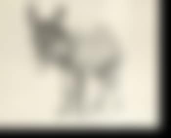 Small donkey (preview)