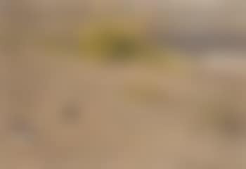 Oystercatchers on the dunes (preview)
