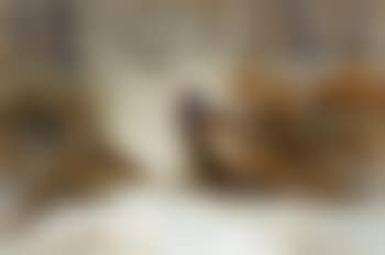 Pheasants foraging in a snowy wood (preview)