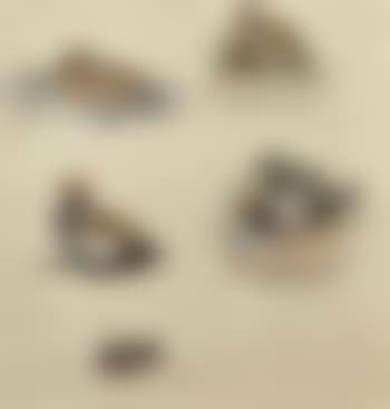 Studies of Pochard and Red-crested Pochard (preview)