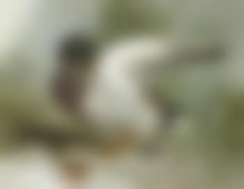 A mallard drake preening (preview)