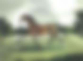 Scole Cam, a Welsh Cob in a meadow (preview)