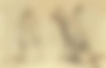 Two studies of sheep shearing (preview)