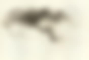 Study of the head and hair of Nimue The Beguiling of Merlin (preview)