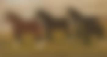 Four shirehorses (preview)