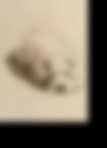 Sealyham puppy (preview)