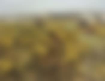 Spring landscape (preview)