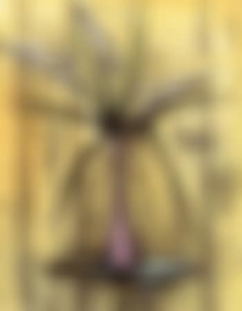 Arums (preview)