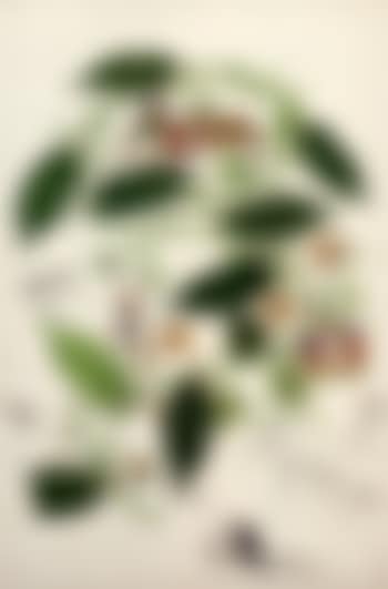 Flores y toreros (preview)