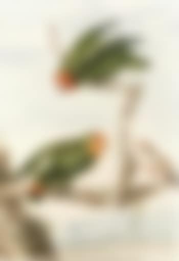 Two green parakeet and a Brazilian robin perching on a tree (preview)