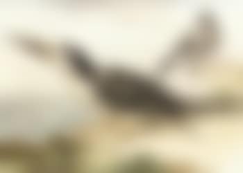 Skimmer and dove on the sea shore (preview)