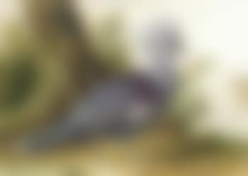 Crownbird at the foot of a tree, a terrace in the background (preview)