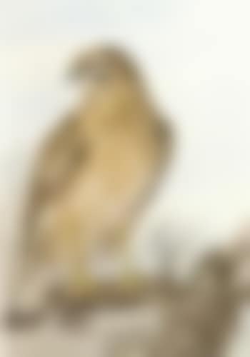 Sparrowhawk on a branch (preview)