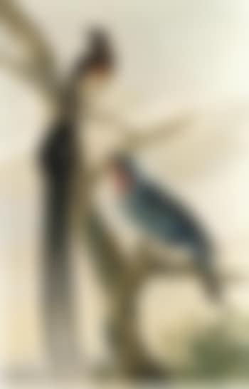 Whydah bird and a continga (preview)