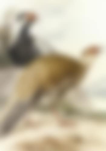 Brace of pheasants, cock and hen (preview)
